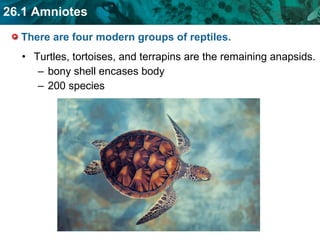 There are four modern groups of reptiles.  Turtles, tortoises, and terrapins are the remaining anapsids. bony shell encases body 200 species 