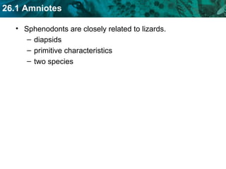 Sphenodonts are closely related to lizards. diapsids primitive characteristics two species 