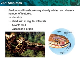 Snakes and lizards are very closely related and share a number of features. diapsids shed skin at regular intervals flexible skull Jacobson’s organ brain tongue Jacobson’s organ 