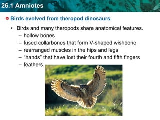 Birds evolved from theropod dinosaurs.  Birds and many theropods share anatomical features. hollow bones fused collarbones that form V-shaped wishbone rearranged muscles in the hips and legs  “ hands” that have lost their fourth and fifth fingers feathers 