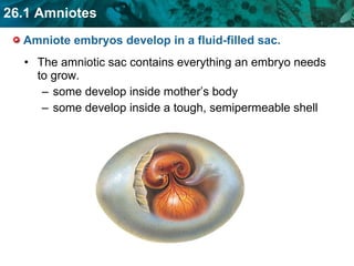 Amniote embryos develop in a fluid-filled sac.  The amniotic sac contains everything an embryo needs to grow. some develop inside mother’s body some develop inside a tough, semipermeable shell 