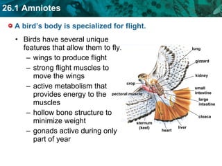 A bird’s body is specialized for flight.  Birds have several unique features that allow them to fly. wings to produce flight strong flight muscles to move the wings active metabolism that provides energy to the muscles hollow bone structure to minimize weight gonads active during only part of year small  intestine large intestine lung gizzard kidney cloaca crop sternum (keel) heart liver pectoral muscle 