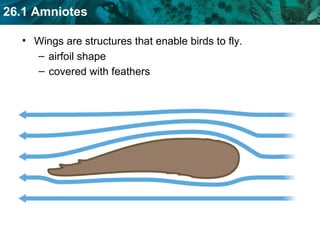 Wings are structures that enable birds to fly. airfoil shape covered with feathers 