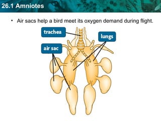 Air sacs help a bird meet its oxygen demand during flight. 