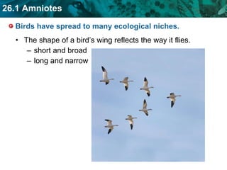 Birds have spread to many ecological niches.  The shape of a bird’s wing reflects the way it flies. short and broad long and narrow 