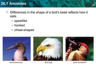 Differences in the shape of a bird’s beak reflects how it eats. spearlike hooked chisel-shaped blue-footed booby green woodpecker Bald eagle 
