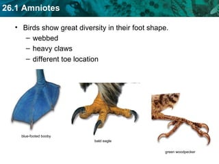 Birds show great diversity in their foot shape. webbed heavy claws different toe location blue-footed booby bald eagle green woodpecker 