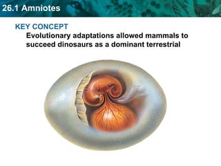 KEY CONCEPT  Evolutionary adaptations allowed mammals to succeed dinosaurs as a dominant terrestrial vertebrate.  