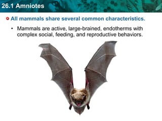All mammals share several common characteristics.  Mammals are active, large-brained, endotherms with complex social, feeding, and reproductive behaviors. 