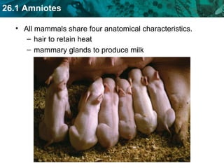 All mammals share four anatomical characteristics. hair to retain heat mammary glands to produce milk 
