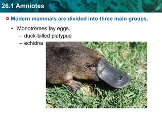 Modern mammals are divided into three main groups.  Monotremes lay eggs. duck-billed platypus echidna 