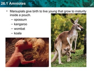 Marsupials give birth to live young that grow to maturity inside a pouch. opossum kangaroo wombat koala 