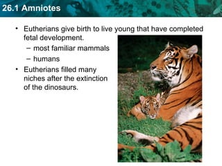 Eutherians give birth to live young that have completed fetal development. most familiar mammals humans Eutherians filled many niches after the extinction of the dinosaurs. 