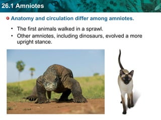Anatomy and circulation differ among amniotes.  Other amniotes, including dinosaurs, evolved a more upright stance. The first animals walked in a sprawl. 