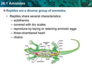 Reptiles are a diverse group of amniotes.  Reptiles share several characteristics. ectotherms covered with dry scales reproduce by laying or retaining amniotic eggs three-chambered heart cloaca 