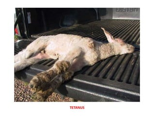 Unit 26a Diseases of sheep and goat.pptx