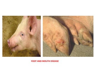 Unit 26b Diseases of Swine.pptx