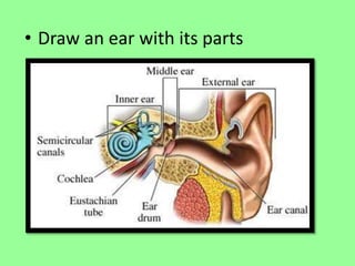 • Draw an ear with its parts 
 