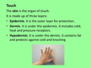 Touch 
The skin is the organ of touch. 
It is made up of three layers: 
• Epidermis. It is the outer layer for protection. 
• Dermis. It is under the epidermis. It includes cold, 
heat and pressure receptors. 
• Hypodermis. It is under the dermis. It contains fat 
and protects against cold and knocking. 
 