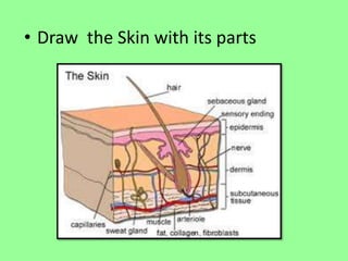 • Draw the Skin with its parts 
 