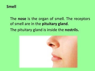 Smell 
The nose is the organ of smell. The receptors 
of smell are in the pituitary gland. 
The pituitary gland is inside the nostrils. 
 