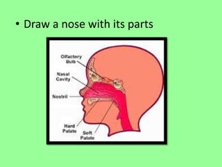 • Draw a nose with its parts 
 