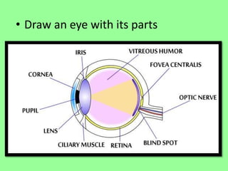 • Draw an eye with its parts 
 