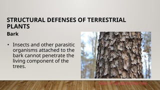 Unit 28 Terrestrial Plants Structures and Functions 4.pptx
