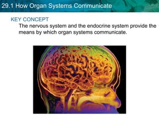 KEY CONCEPT  The nervous system and the endocrine system provide the means by which organ systems communicate.   