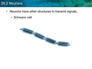 Neurons have other structures to transmit signals. Schwann cell  