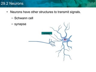 Neurons have other structures to transmit signals. synapse  Schwann cell  synapse   