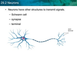 Neurons have other structures to transmit signals. terminal  synapse  Schwann cell  axon terminal   