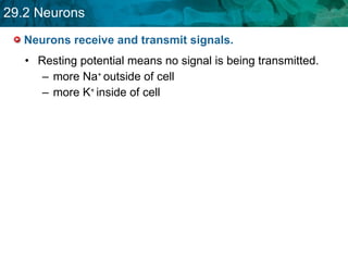Neurons receive and transmit signals. Resting potential means no signal is being transmitted.   more Na +  outside of cell   more K +  inside of cell   
