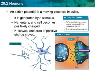 An action potential is a moving electrical impulse.   It is generated by a stimulus. Na +  enters, and cell becomes positively charged. K +  leaves, and area of positive charge moves. area of detail 