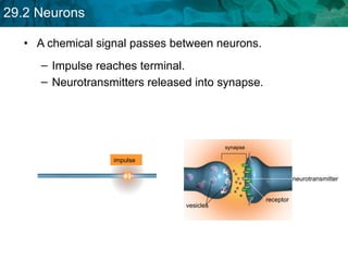 A chemical signal passes between neurons. Impulse reaches terminal. impulse Neurotransmitters released into synapse.  synapse receptor vesicles neurotransmitter 