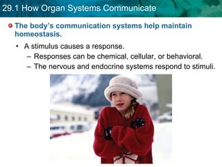 The body’s communication systems help maintain homeostasis. A stimulus causes a response. Responses can be chemical, cellular, or behavioral.  The nervous and endocrine systems respond to stimuli. 