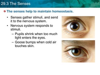 The senses help to maintain homeostasis.  Senses gather stimuli, and send it to the nervous system. Nervous system responds to stimuli. Pupils shrink when too much light enters the eyes. Goose bumps when cold air touches skin. 