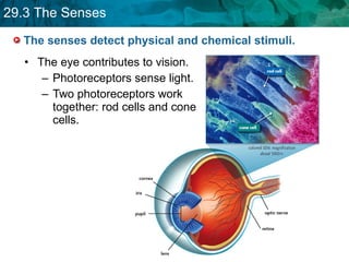 The senses detect physical and chemical stimuli. The eye contributes to vision.  Photoreceptors sense light. Two photoreceptors work together: rod cells and cone cells.  