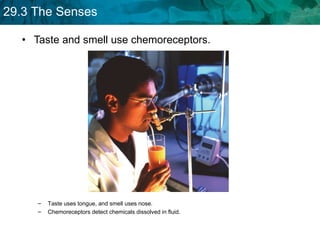 Taste and smell use chemoreceptors.  Taste uses tongue, and smell uses nose. Chemoreceptors detect chemicals dissolved in fluid. 