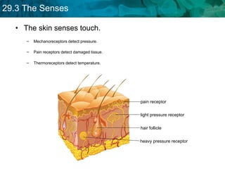 The skin senses touch. Mechanoreceptors detect pressure.  Pain receptors detect damaged tissue. Thermoreceptors detect temperature.  pain receptor light pressure receptor hair follicle heavy pressure receptor 