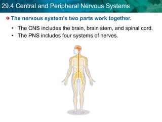 The nervous system’s two parts work together.  The CNS includes the brain, brain stem, and spinal cord. The PNS includes four systems of nerves. 