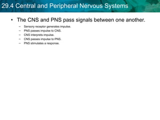 The CNS and PNS pass signals between one another. Sensory receptor generates impulse.  PNS passes impulse to CNS.  CNS interprets impulse. CNS passes impulse to PNS.  PNS stimulates a response.  