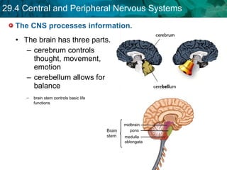 The CNS processes information.  The brain has three parts.  cerebrum controls thought, movement, emotion cerebellum allows for balance brain stem controls basic life functions  midbrain pons medulla oblongata Brain stem 