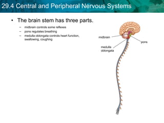 The brain stem has three parts. midbrain controls some reflexes pons regulates breathing  medulla oblongata controls heart function, swallowing, coughing midbrain medulla oblongata pons 