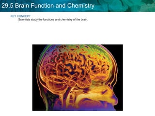 KEY CONCEPT  Scientists study the functions and chemistry of the brain. 