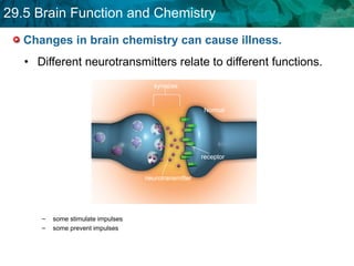 Changes in brain chemistry can cause illness.  Different neurotransmitters relate to different functions. some stimulate impulses some prevent impulses Normal synapse neurotransmitter receptor 