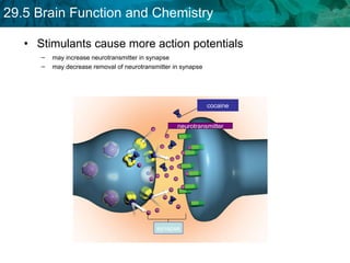 Stimulants cause more action potentials may increase neurotransmitter in synapse may decrease removal of neurotransmitter in synapse  cocaine neurotransmitter synapse 