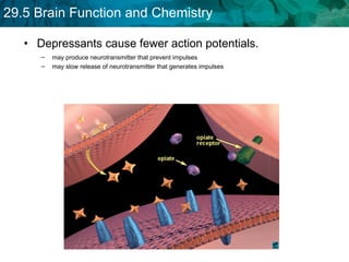 Depressants cause fewer action potentials. may produce neurotransmitter that prevent impulses  may slow release of neurotransmitter that generates impulses  