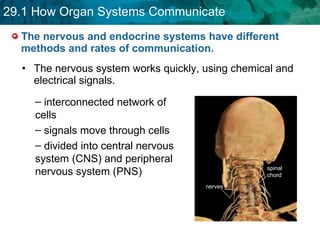 The nervous and endocrine systems have different methods and rates of communication. The nervous system works quickly, using chemical and electrical signals. interconnected network of cells signals move through cells  divided into central nervous system (CNS) and peripheral nervous system (PNS) spinal chord nerves 