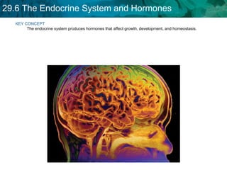 KEY CONCEPT  The endocrine system produces hormones that affect growth, development, and homeostasis. 